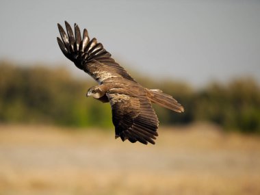 Bataklık gemisi, Circus aeruginosus, İspanya, Haziran 2022