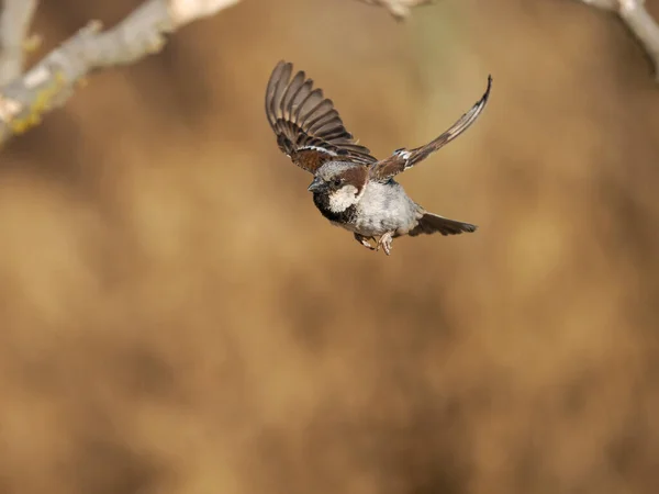 House Sparrow Passer Domesticus Single Male Flight Spain June 2022 — Stock fotografie