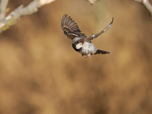 Moineau Domestique Passer Domesticus Célibataire Vol Espagne Juin 2022 — Photo