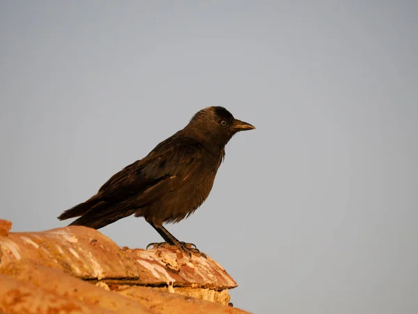 Jackdaw Corvus Monedula Çatıdaki Tek Kuş Spanya Haziran 2022 — Stok fotoğraf