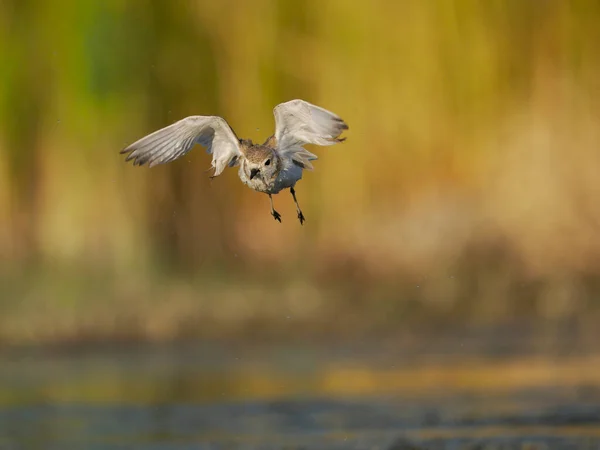 Kentish Plover Charadrius Alexandrinus Single Bird Flight Water Spain June — Stock Photo, Image