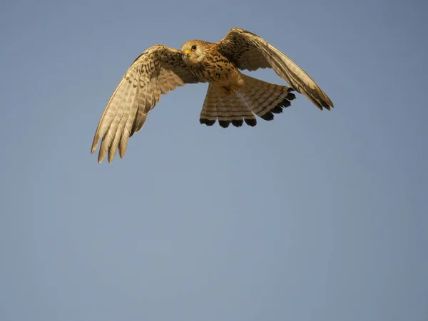 Menor Kestrel Falco Naumanni Fêmea Solteira Voo Espanha Junho 2022 — Fotografia de Stock