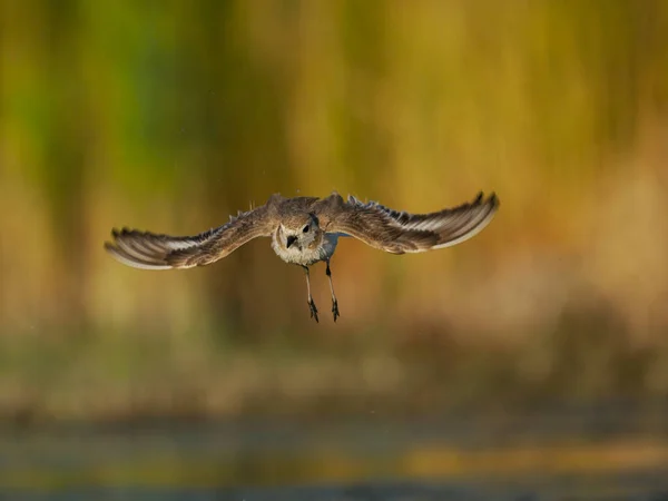 Kentish Plover Charadrius Alexandrinus Single Bird Flight Water Spain June — Photo