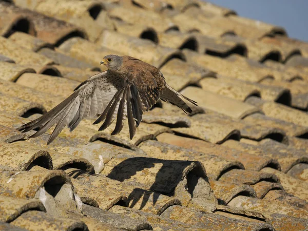 Lesser Kestrel Falco Naumanni Single Male Flight Spain June 2022 — Stock fotografie