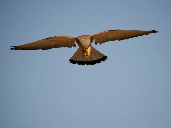 Lesser Kestrel Falco Naumanni Single Male Flight Spain June 2022 — Photo