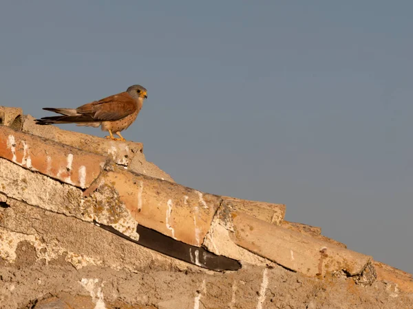 Menší Kestrel Falco Naumanni Svobodný Samec Střeše Španělsko Červen 2022 — Stock fotografie