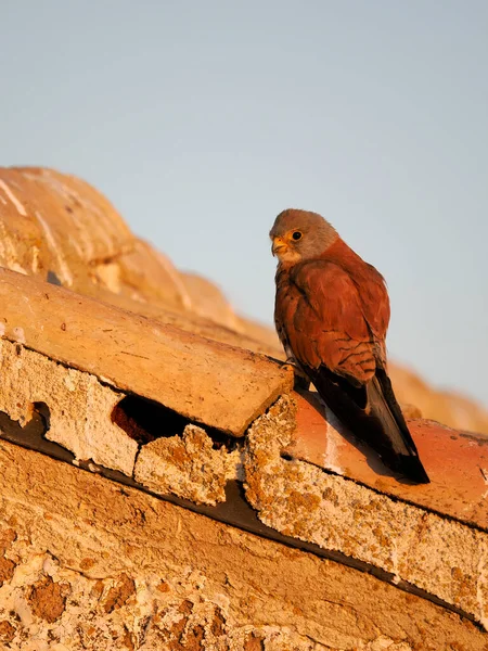 Menší Kestrel Falco Naumanni Svobodný Samec Střeše Španělsko Červen 2022 — Stock fotografie