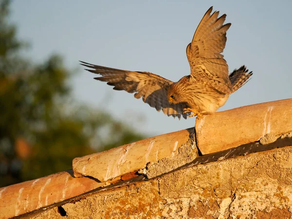 Lesser Kestrel Falco Naumanni Single Female Roof Spain June 2022 — Stockfoto