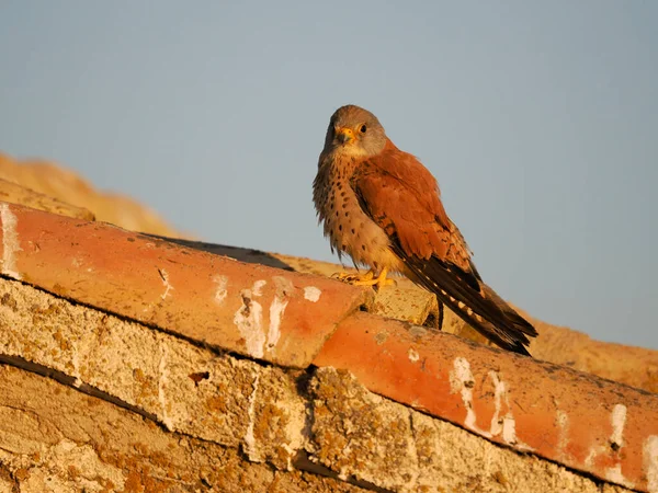Lesser Kestrel Falco Naumanni Single Male Roof Spain June 2022 — Stockfoto
