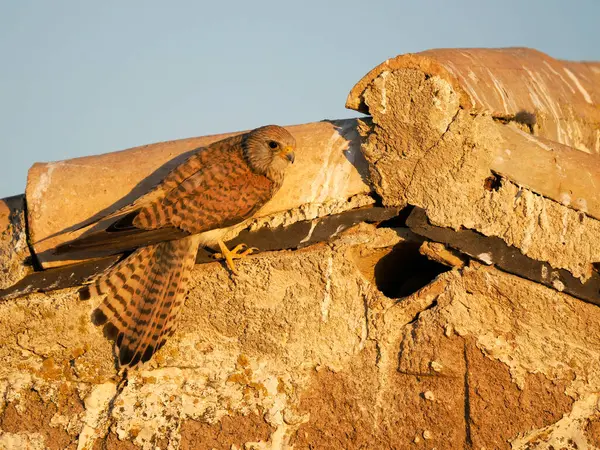 Lesser Kestrel Falco Naumanni Single Female Nest Hole Spain June — Stockfoto