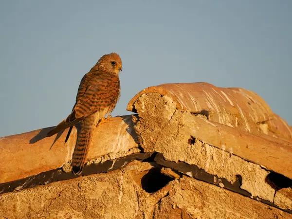 Lesser Kestrel Falco Naumanni Single Female Roof Spain June 2022 — Stock fotografie