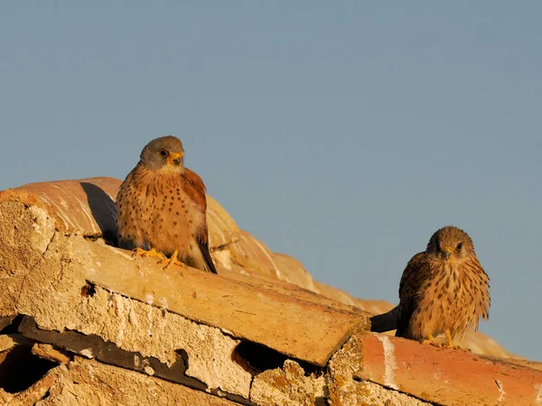 Lesser Kestrel Falco Naumanni Male Female Roof Spain June 2022 — Stock fotografie