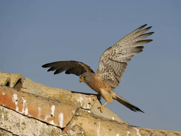 Lesser Kestrel Falco Naumanni Single Male Roof Spain June 2022 — Stock fotografie