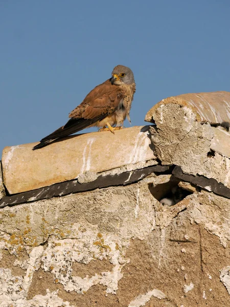 Menší Kestrel Falco Naumanni Dva Samci Bojující Střeše Španělsko Červen — Stock fotografie