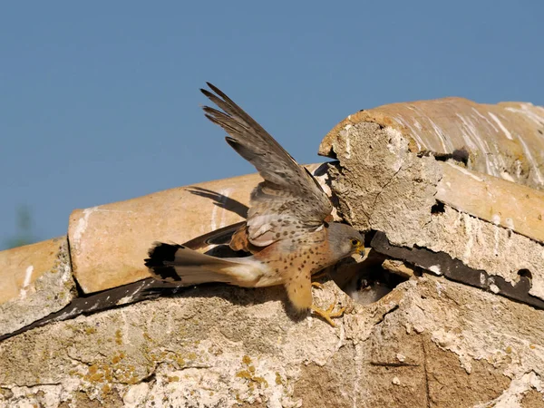 Lesser Kestrel Falco Naumanni Single Male Nest Hole Roof Spain — Stockfoto