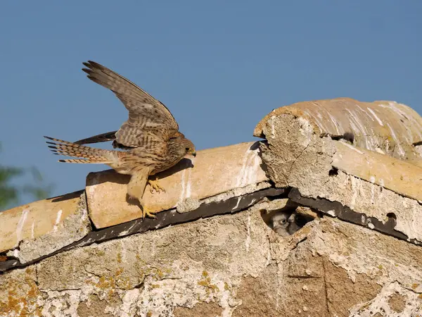 Lesser Kestrel Falco Naumanni Single Female Nest Hole Roof Spain — Stockfoto