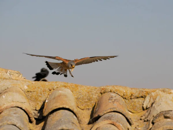 Lesser Kestrel Falco Naumanni Single Male Flight Spain June 2022 — Fotografia de Stock