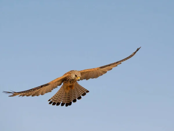 Lesser Kestrel Falco Naumanni Single Female Flight Spain June 2022 — Stockfoto
