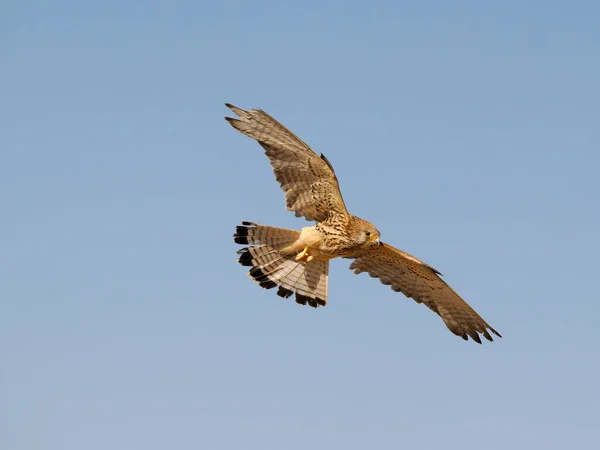 Kleine Torenvalk Falco Naumanni Vrouw Vlucht Spanje Juni 2022 — Stockfoto