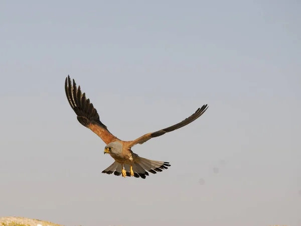 Kleine Torenvalk Falco Naumanni Alleenstaande Man Vlucht Spanje Juni 2022 — Stockfoto