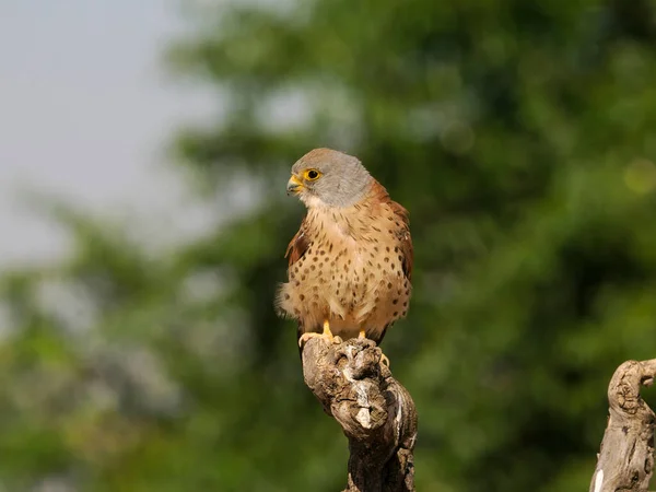 Lesser Kestrel Falco Naumanni Single Male Branch Spain June 2022 — Fotografia de Stock