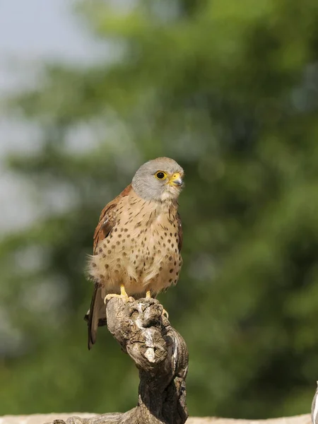 Lesser Kestrel Falco Naumanni Single Male Branch Spain June 2022 — Stockfoto