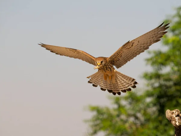Lesser Kestrel Falco Naumanni Single Female Flight Spain June 2022 —  Fotos de Stock