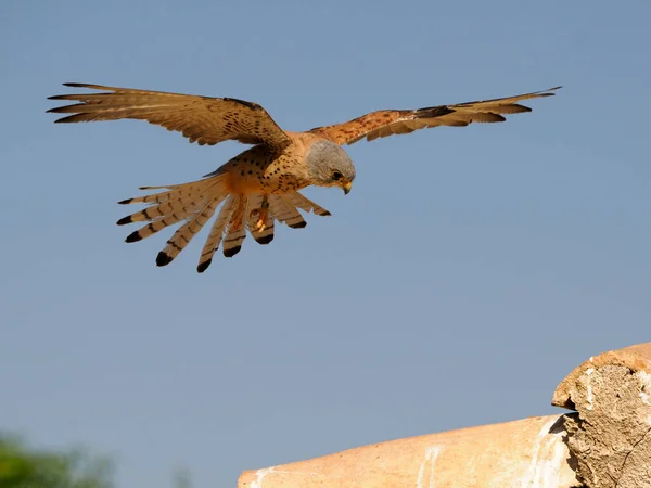 Lesser Kestrel Falco Naumanni Single Male Flight Spain June 2022 — Fotografia de Stock
