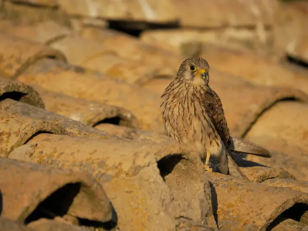 Lesser Kestrel Falco Naumanni Single Female Roof Spain June 2022 — Stockfoto