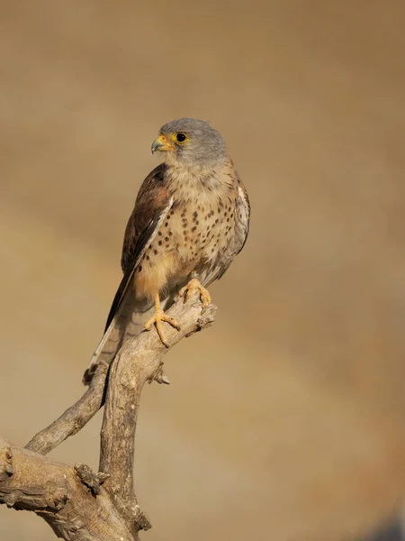 Lesser Kestrel Falco Naumanni Single Male Perch Spain June 2022 — 스톡 사진