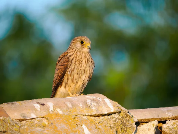 Menší Kestrel Falco Naumanni Samostatně Stojící Samice Španělsko Červen 2022 — Stock fotografie