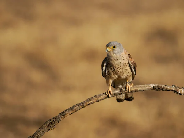 Lesser Kestrel Falco Naumanni Single Male Perch Spain June 2022 —  Fotos de Stock