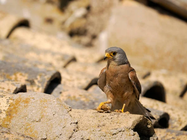 Kleine Torenvalk Falco Naumanni Alleenstaande Man Dak Spanje Juni 2022 — Stockfoto