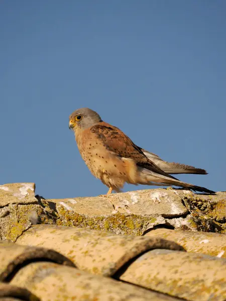 Kleine Torenvalk Falco Naumanni Alleenstaande Man Dak Spanje Juni 2022 — Stockfoto