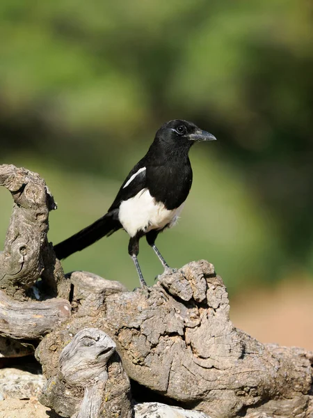 Magpie Pica Pica Single Bird Perch Spain June 2022 — Stockfoto