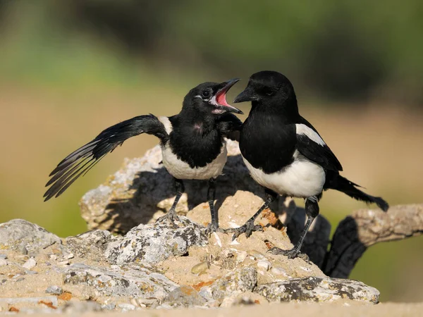 Tarte Pica Pica Adulte Avec Jeune Oiseau Espagne Juin 2022 — Photo