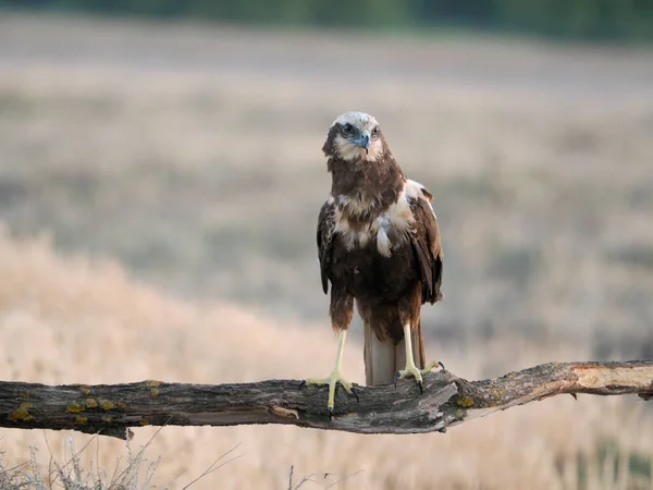 Marsh Harrier Circus Aeruginosus Single Bird Perch Spain June 2022 — Stock Photo, Image