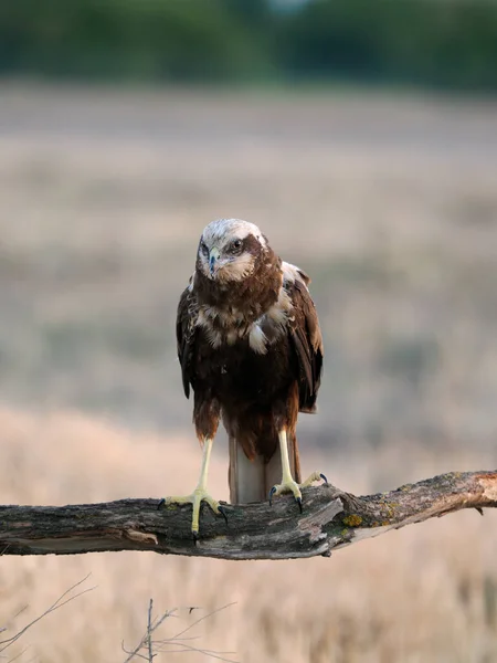 Marsh Harrier Circus Aeruginosus Single Bird Perch Spain June 2022 — Fotografia de Stock