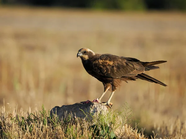 Rohrweihe Circus Aeruginosus Einzelvogel Auf Barsch Spanien Juni 2022 — Stockfoto