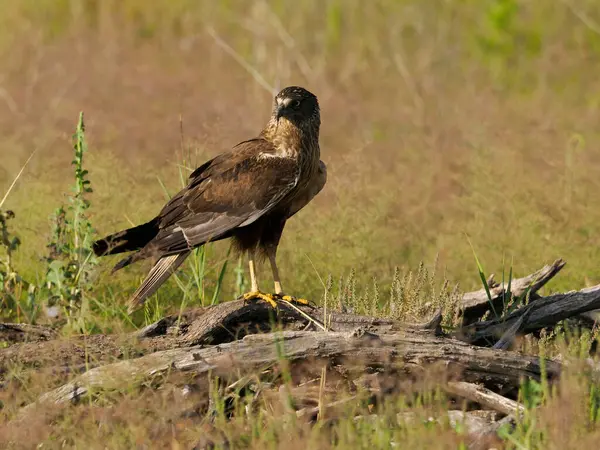 Marsh Harrier Circus Aeruginosus Single Bird Ion Perch Spain June — Stock Photo, Image