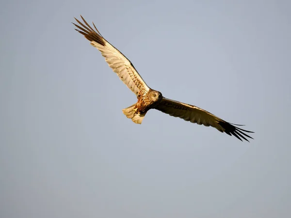 Marsh Harrier Circus Aeruginosus Single Bird Flight Spain June 2022 — ストック写真