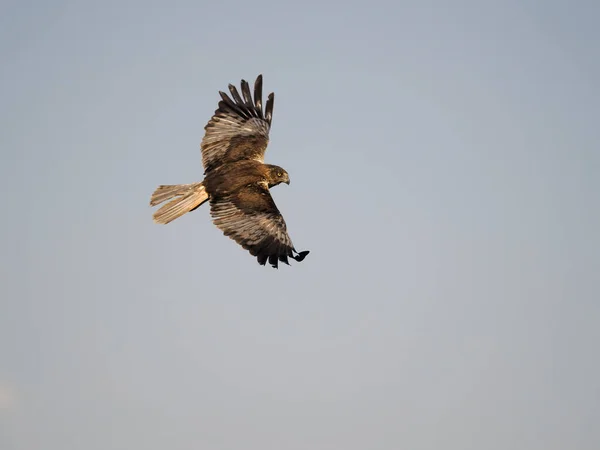 Marsh Harrier Circus Aeruginosus Single Bird Flight Spain June 2022 — Stockfoto