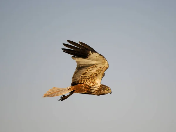 Marsh Harrier Circus Aeruginosus Uccello Singolo Volo Spagna Giugno 2022 — Foto Stock