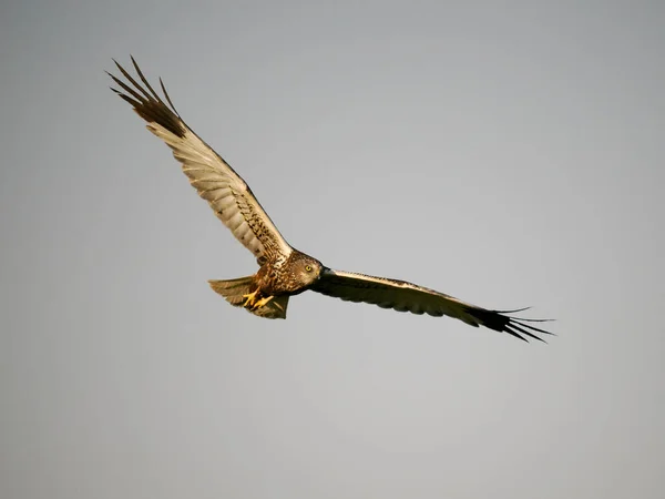 Marsh Harrier Circus Aeruginosus Single Bird Flight Spain June 2022 — 스톡 사진