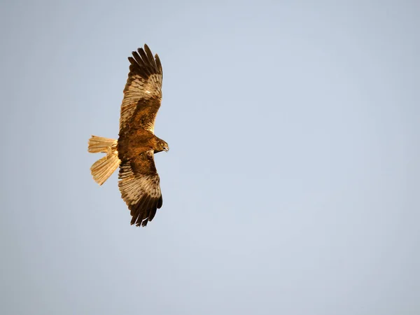 Rohrweihe Circus Aeruginosus Einzelvogel Flug Spanien Juni 2022 — Stockfoto