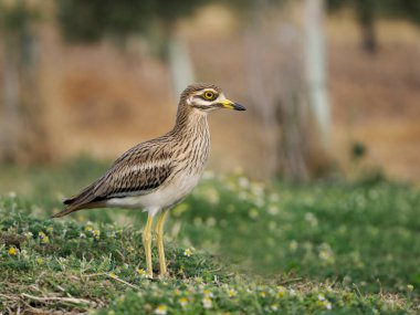 Taş bukle, Burhinus oedicnemus, Çimenlerdeki tek kuş, İspanya, Haziran 2022