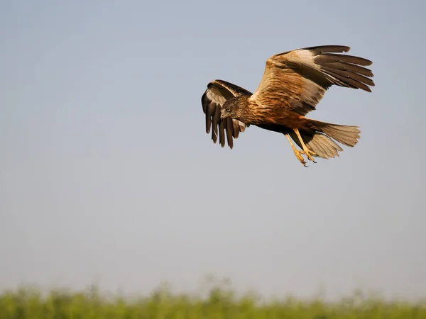 Marsh Harrier Circus Aeruginosus Single Bird Flight Spain June 2022 — Stockfoto