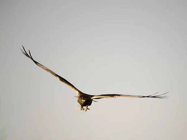 Marsh Harrier Circus Aeruginosus Pojedynczy Ptak Locie Hiszpania Czerwiec 2022 — Zdjęcie stockowe