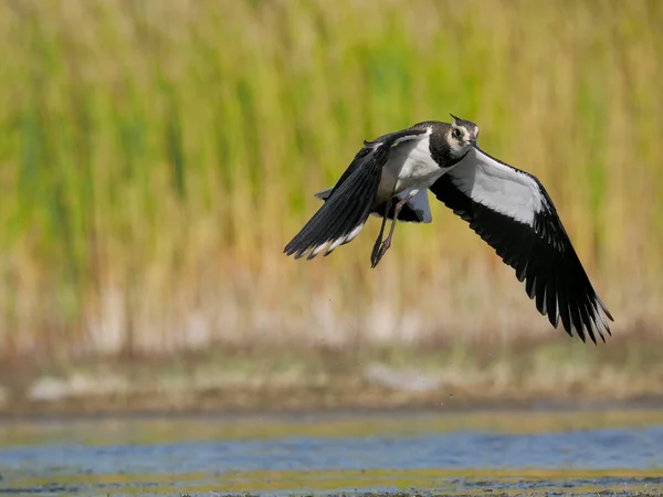 Northern Lapwing Vanellus Vanellus Single Bird Flight Water Spain June — Stock Photo, Image