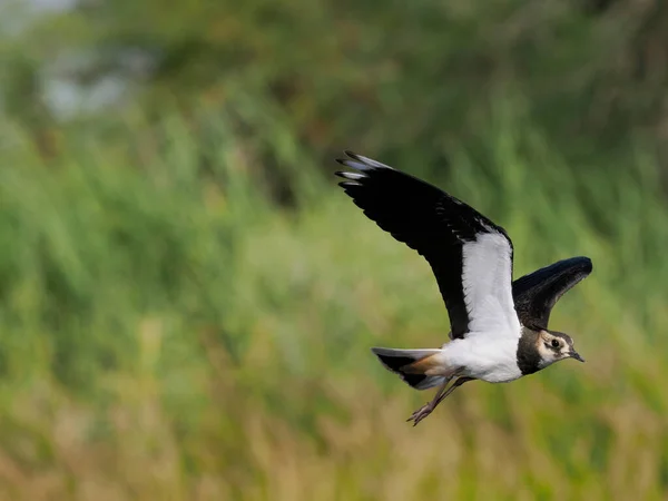 Northern Lapwing Vanellus Vanellus Single Bird Flight Water Spain June — Stockfoto